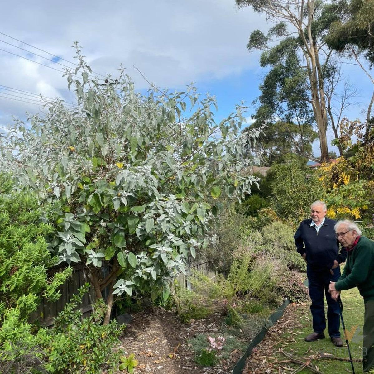Buddleja crispa