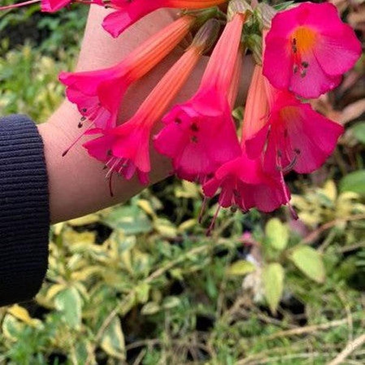 Cantua buxifolia Bicolour