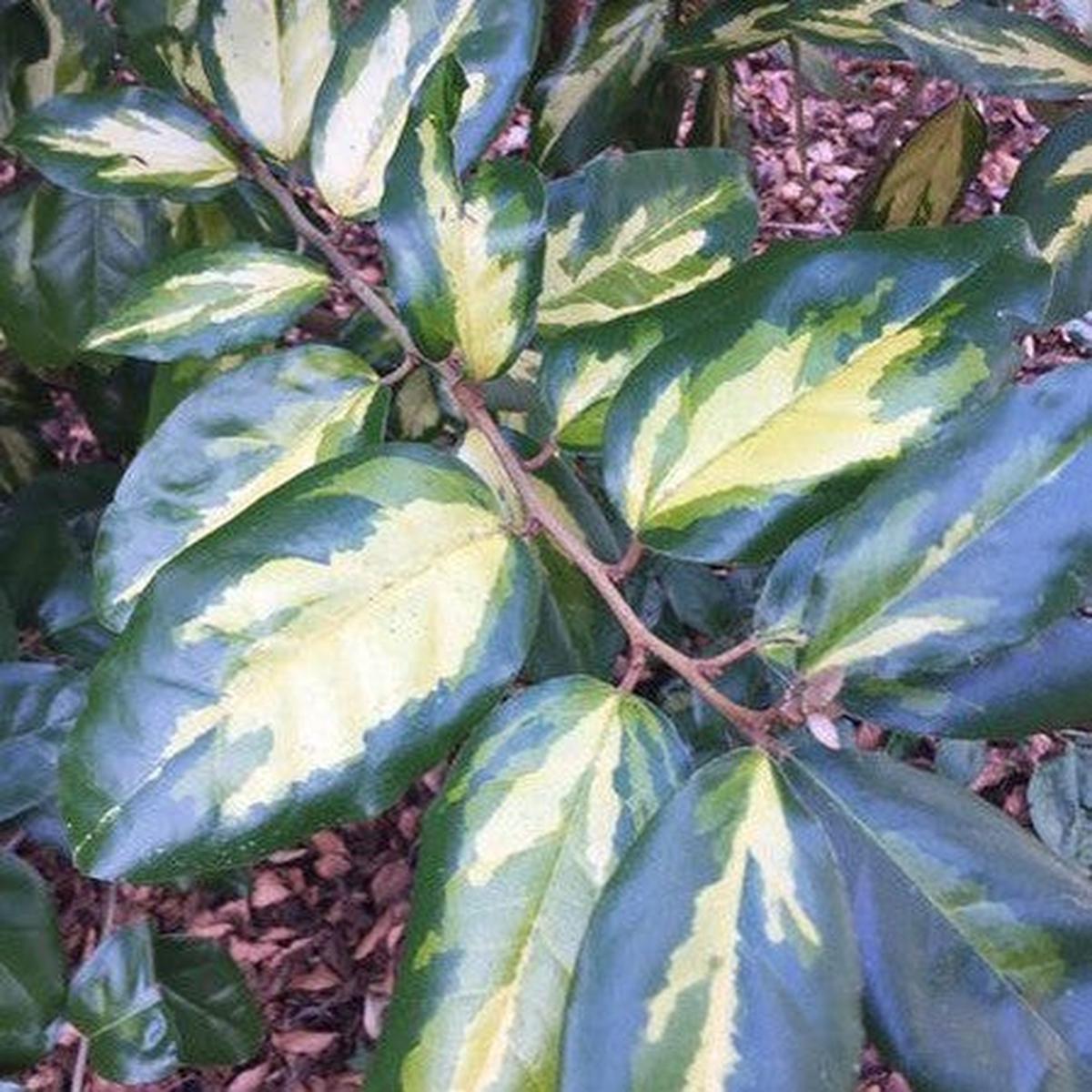 Elaeagnus x ebbingei Limelight