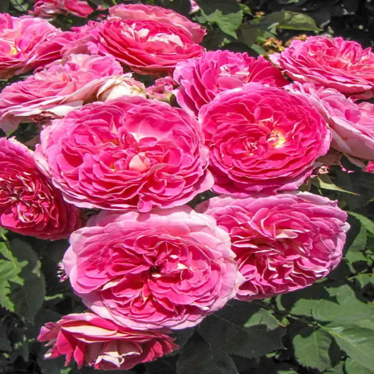 Floribunda | Fashion Forward