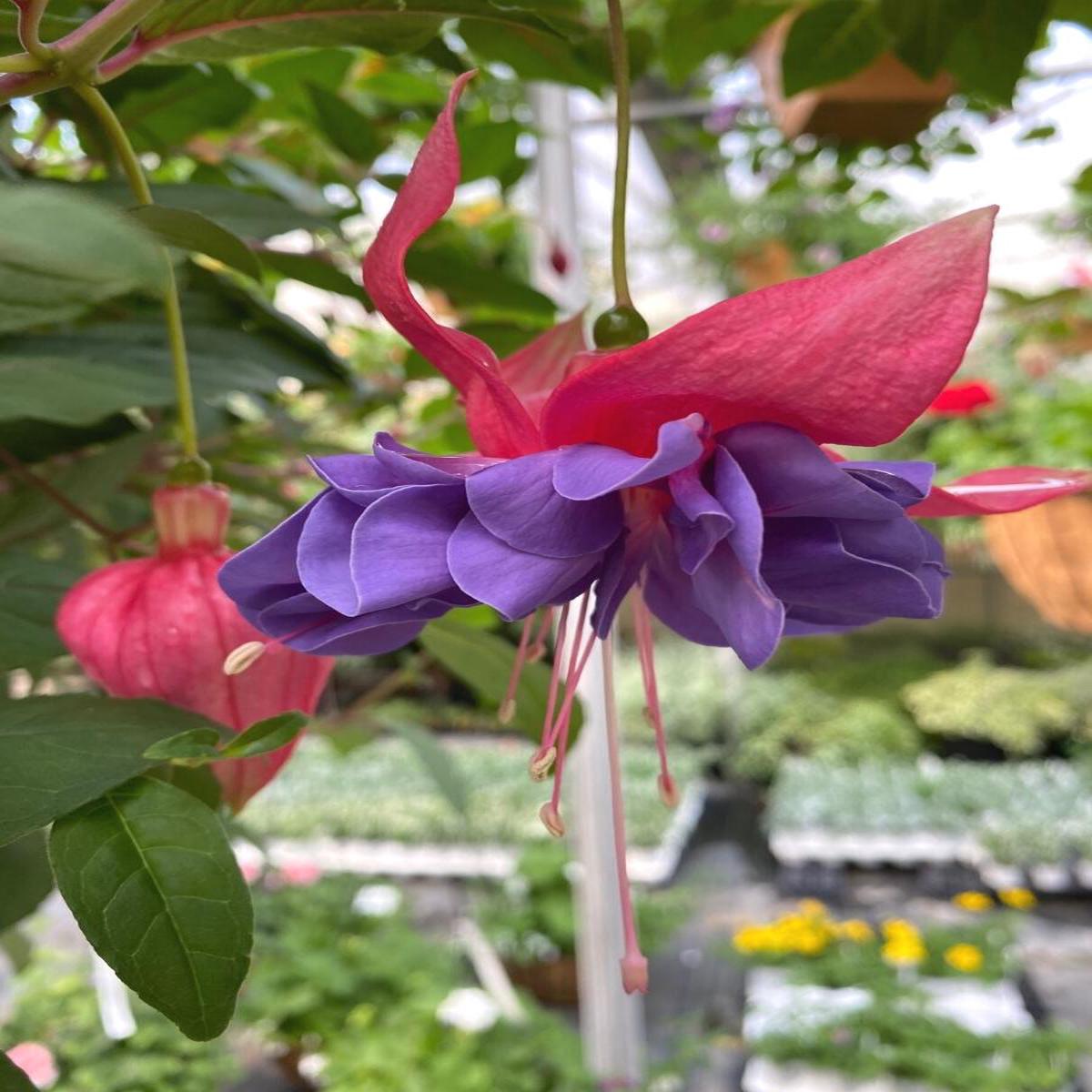 Fuchsia Basket | Emma Louise