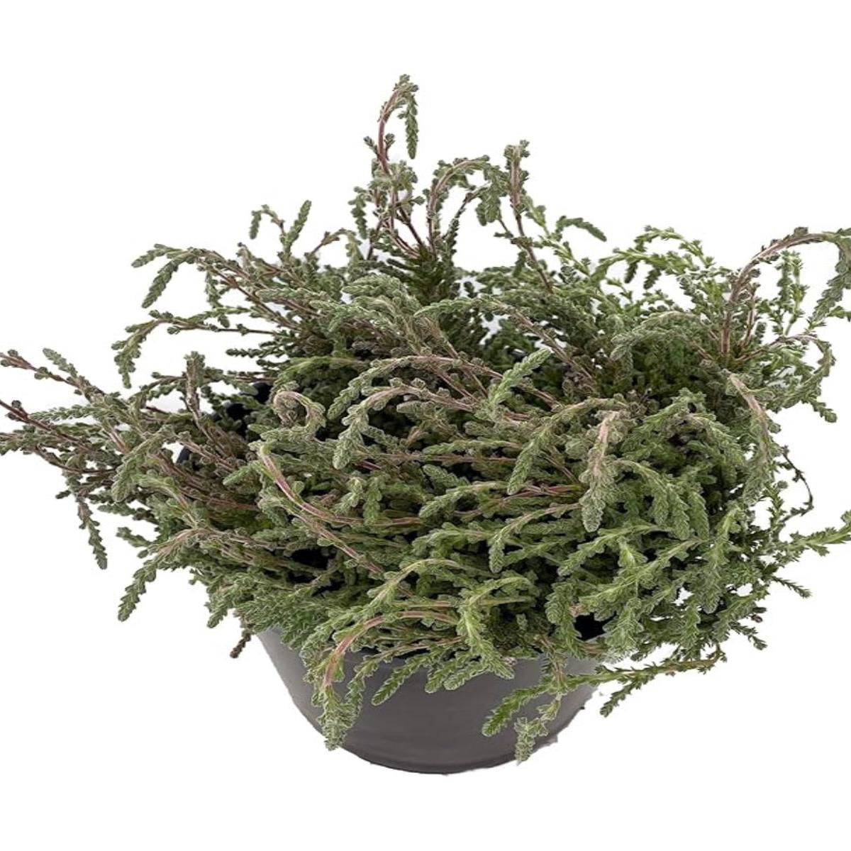 Heather Calluna vulgaris 'Silver Knight' 4''