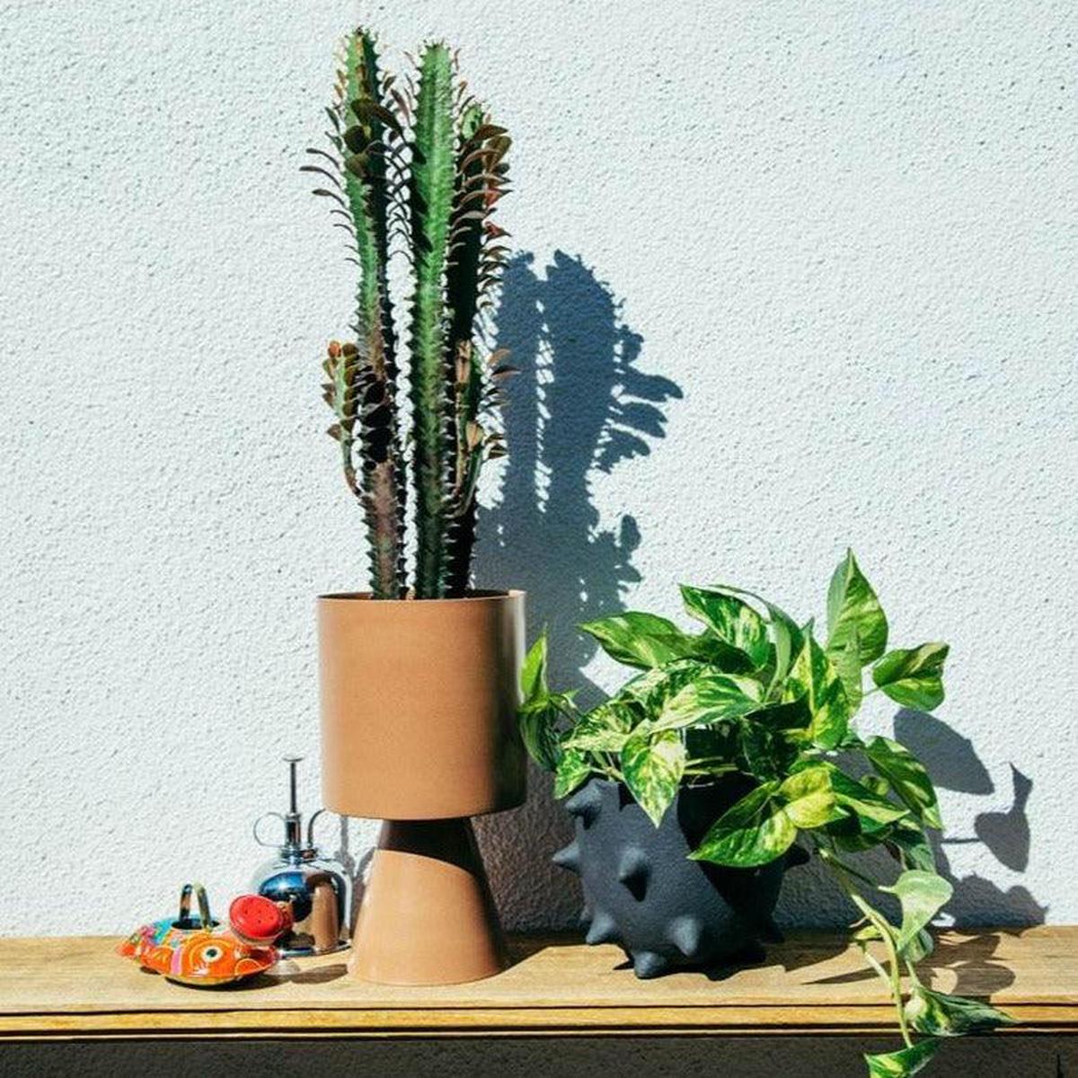 Medium Palm Springs Planter by Lightly