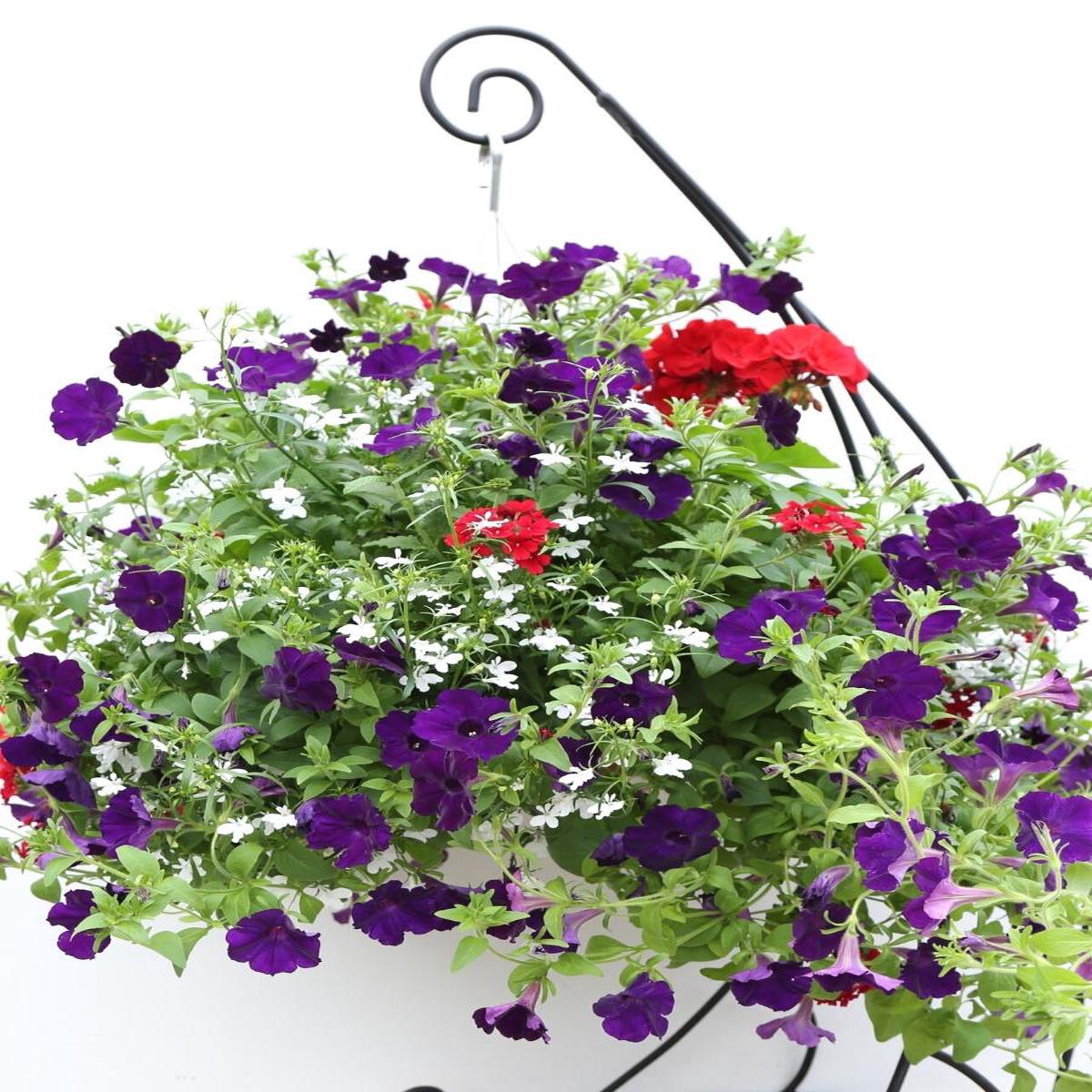 Mixed Basket Velvet Americana