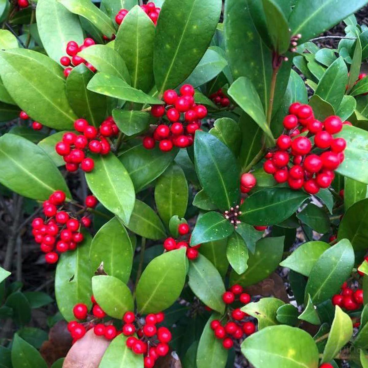 Skimmia japonica Tutti Fruiti (self fruiting)