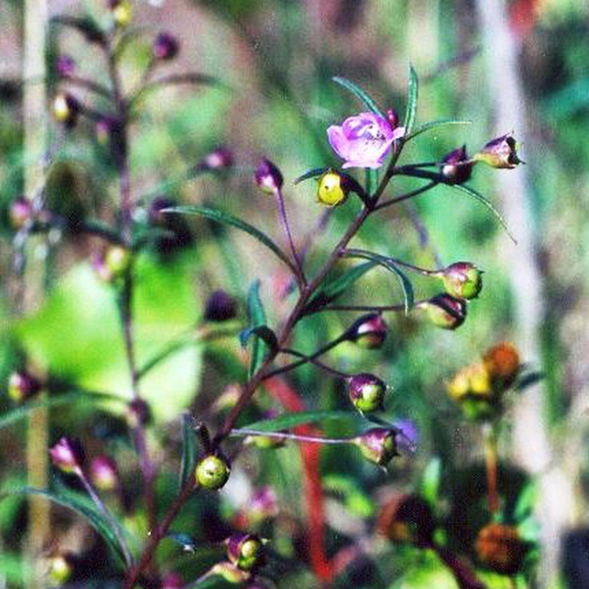 Slender False Foxglove (Agalinis tenuifolia)
