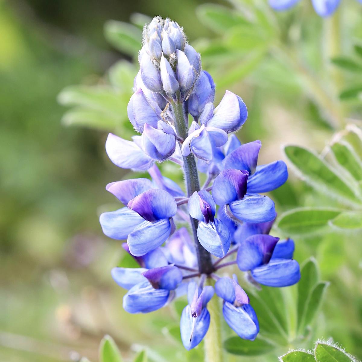 Wild Lupine (Lupinus perennis)