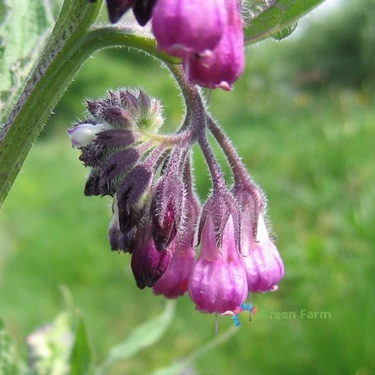 100 Seeds Symphytum Officinale Common Comfrey Perennial Flowering Plant Boneset