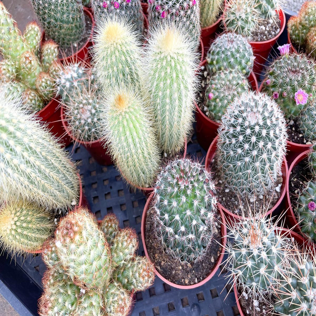 3.25" Cactus