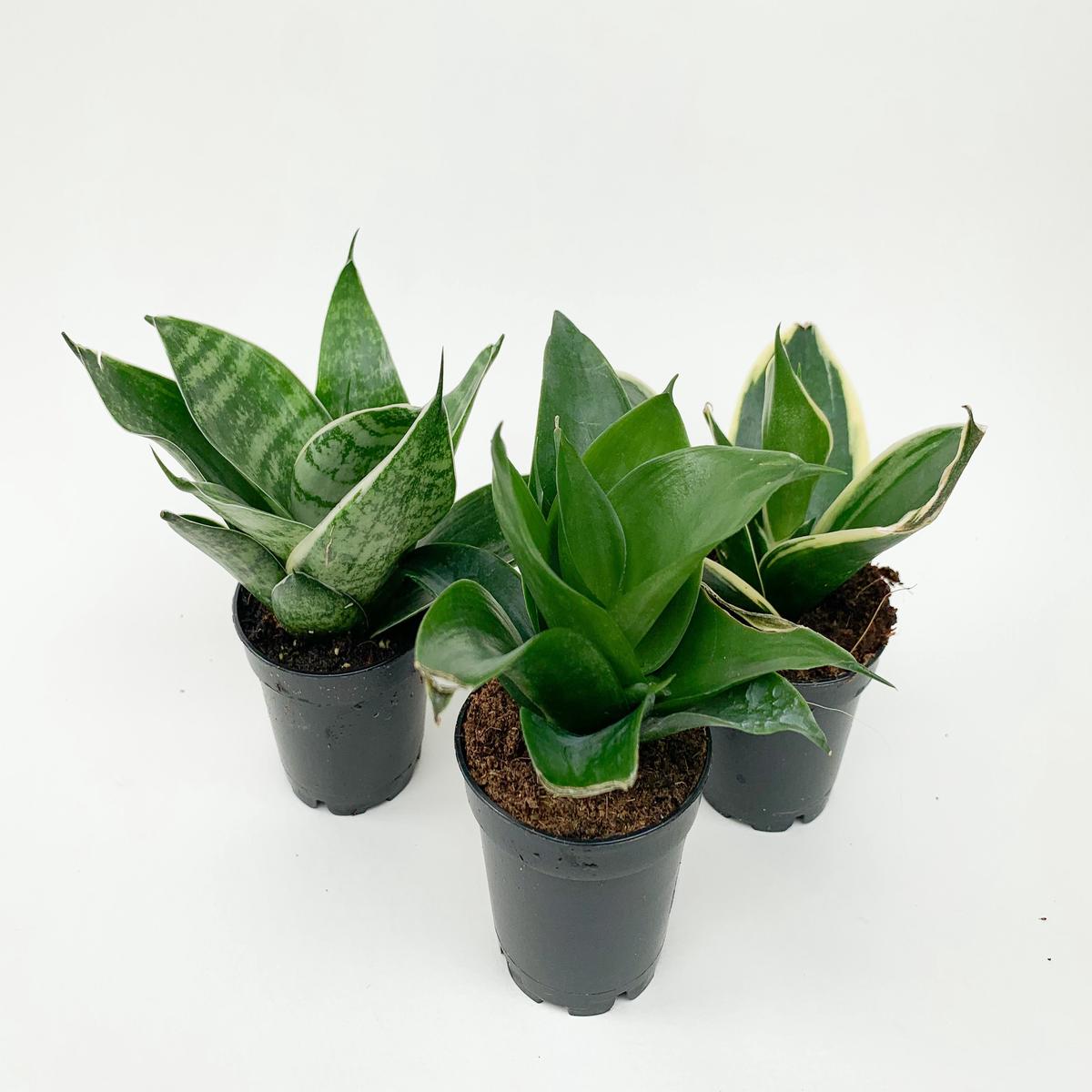 3.25 Sansevieria Hahnii