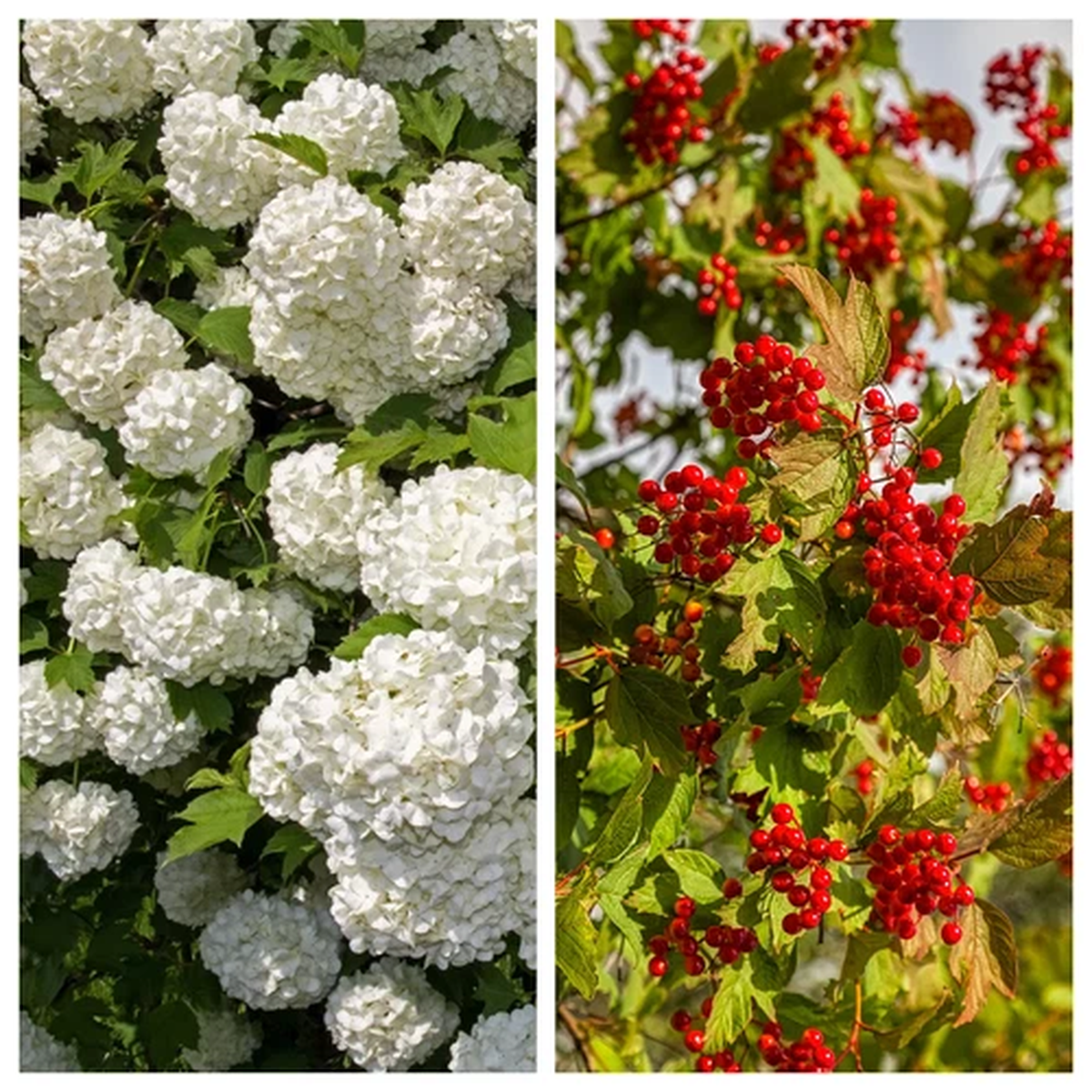 30 EUROPEAN CRANBERRY / SNOWBALL Tree Guelder Rose Viburnum Opulus Red Fruit Whi