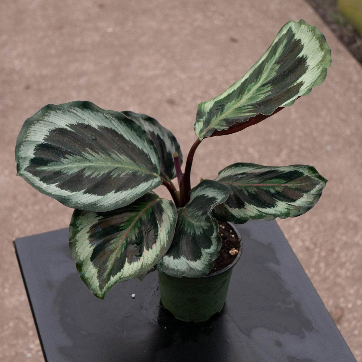 Calathea roseopicta 'Marion'