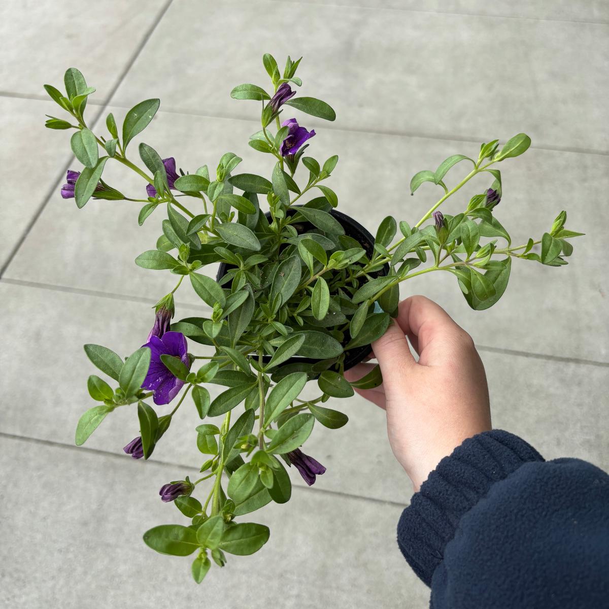 Calibrachoa 'Lia Blue'