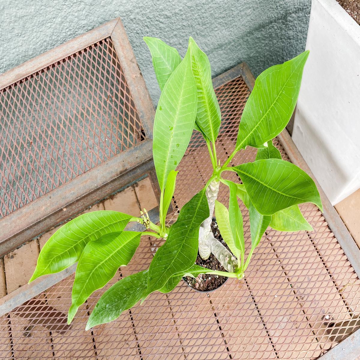 12 Plumeria