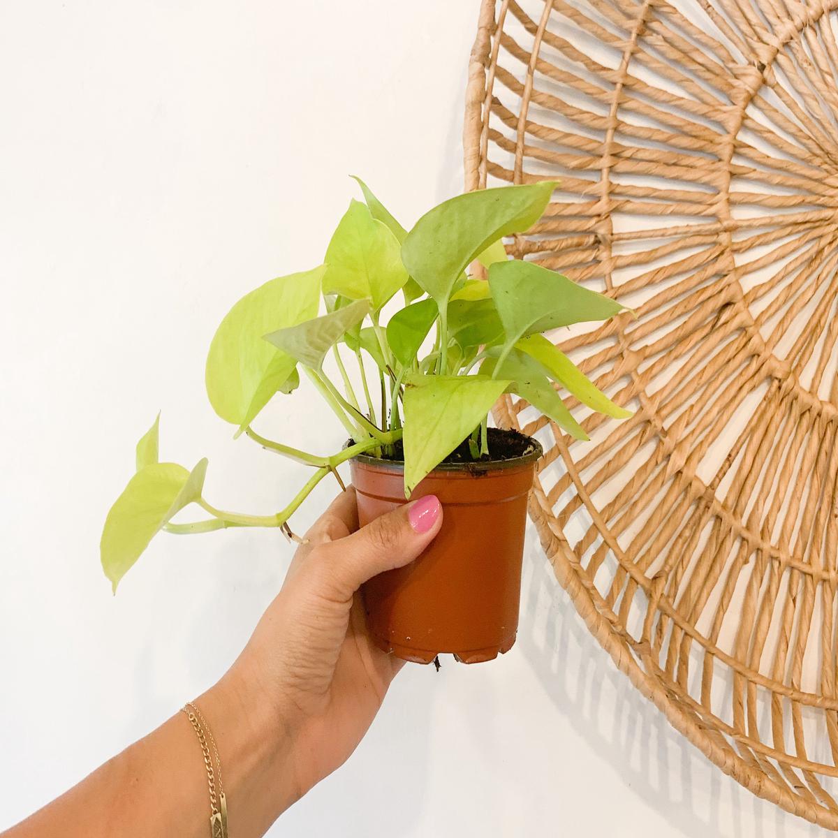 4 Pothos Neon