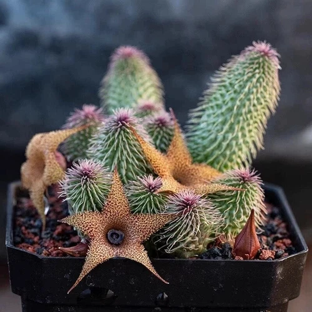 5CM Succulent Cactus Plant Huernia Pillansii Multi-Heads Asclepiadaceae Plant