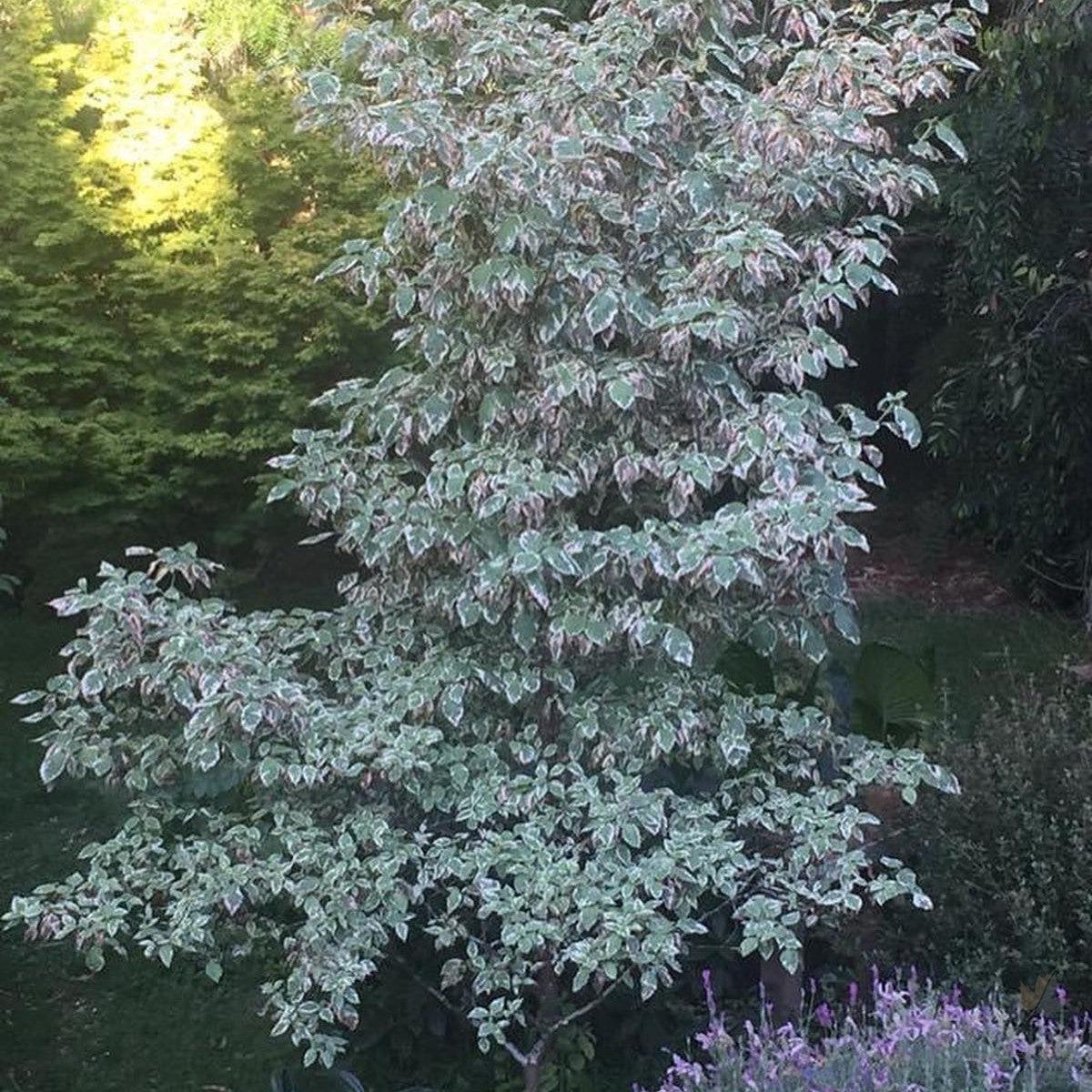 Cornus florida Welchii
