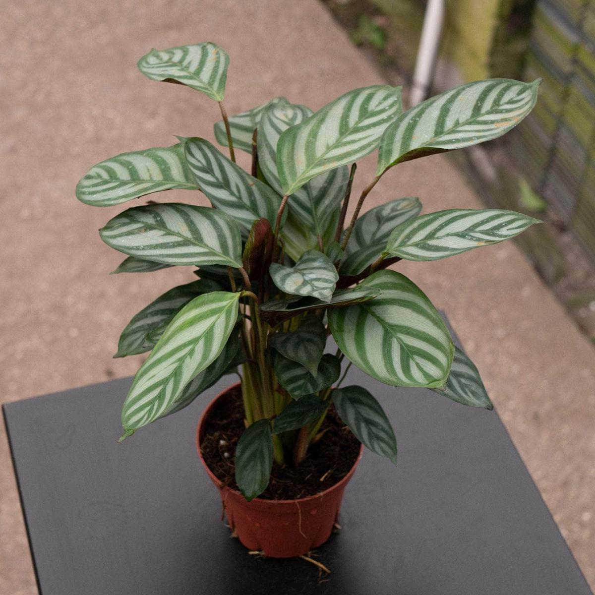 Ctenanthe setosa 'Grey Star'