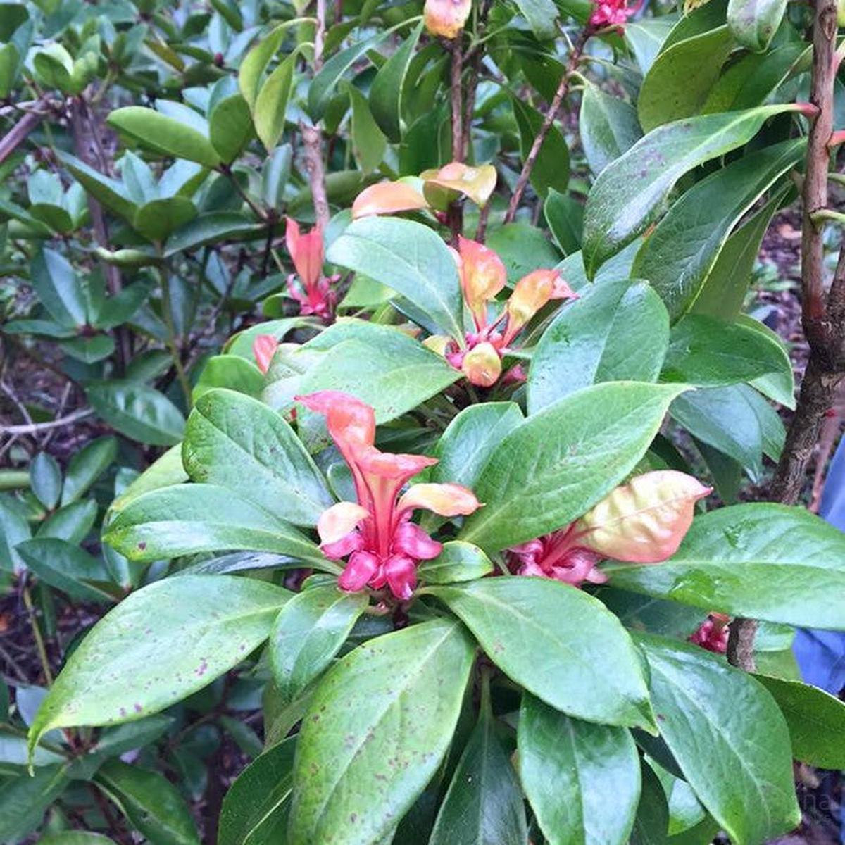 Enkianthus quinqueflorus