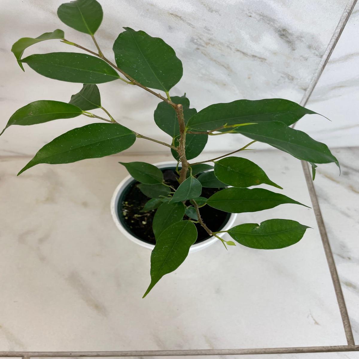 Ficus Weeping Benjamina, 4" Plant