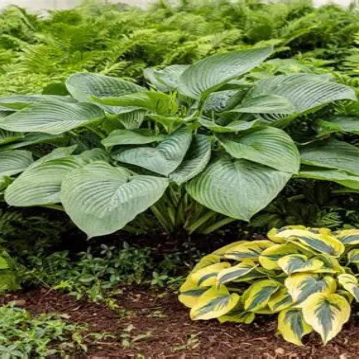 Hosta 'Empress Wu' 1G
