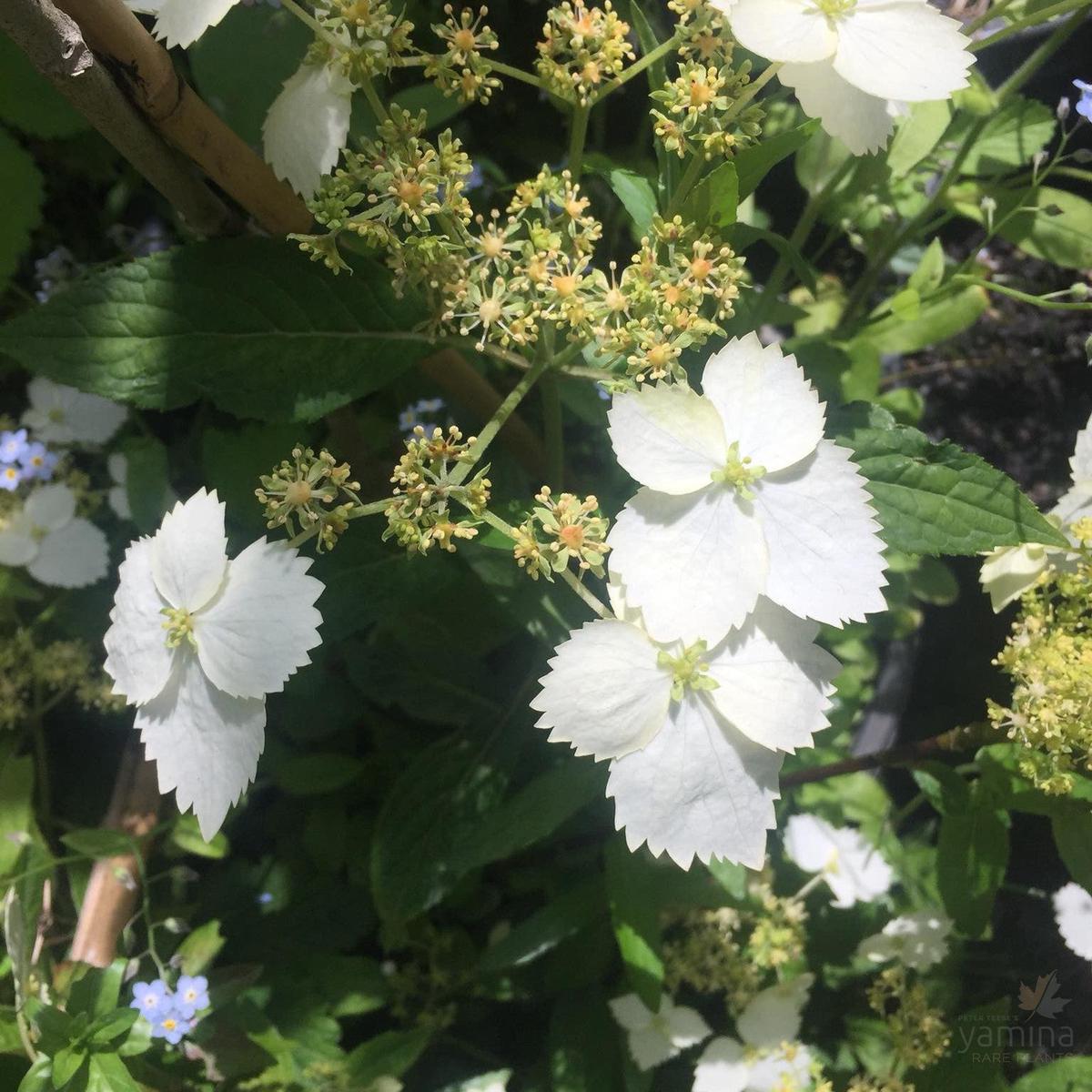 Hydrangea scandens