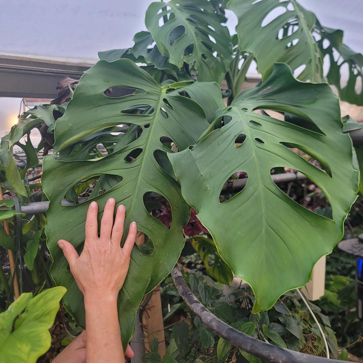 Monstera obliqua (Bolivian Form)