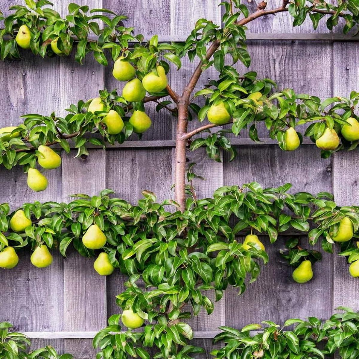 Pear Espalier 3-Tier