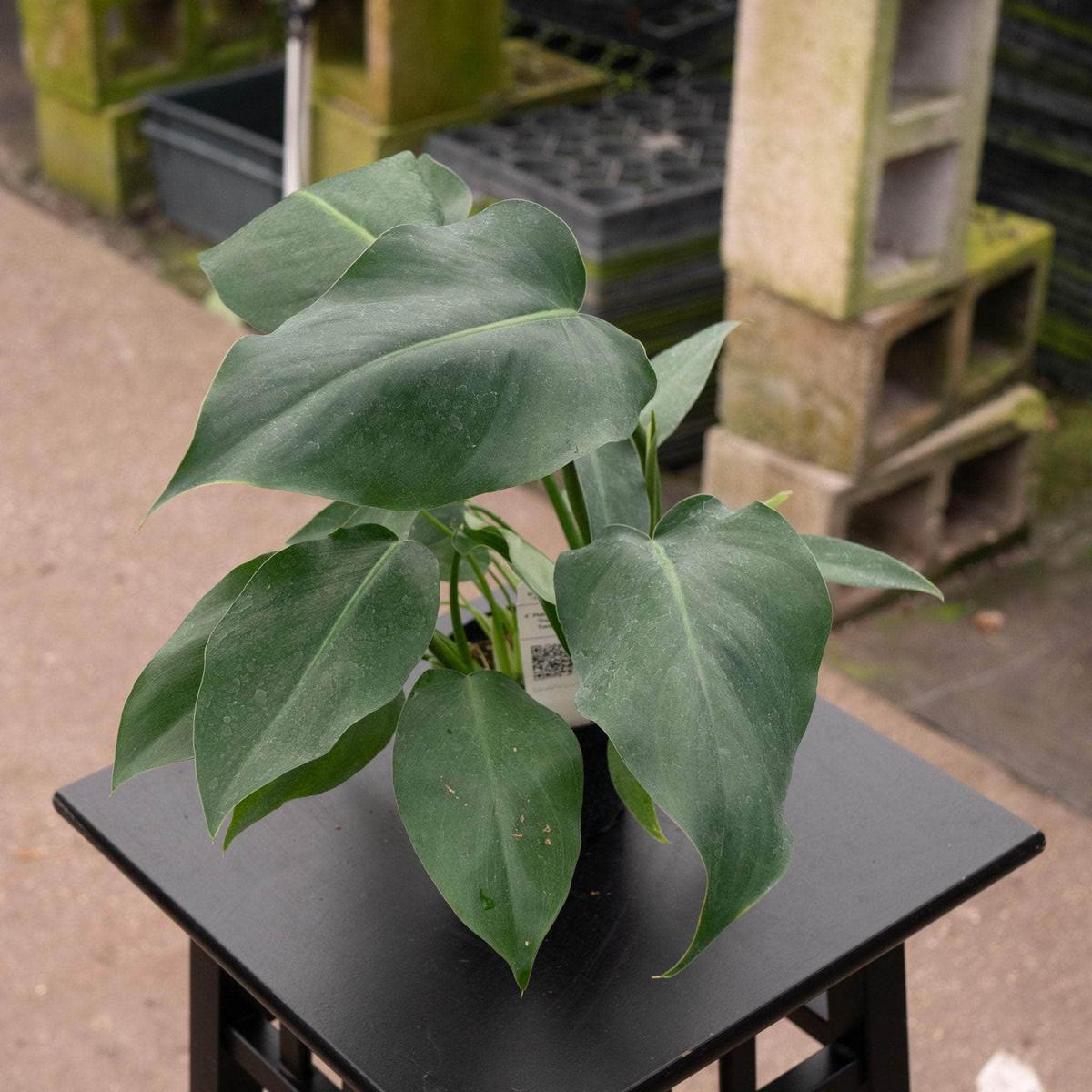 Philodendron 'Trouble Tonight'
