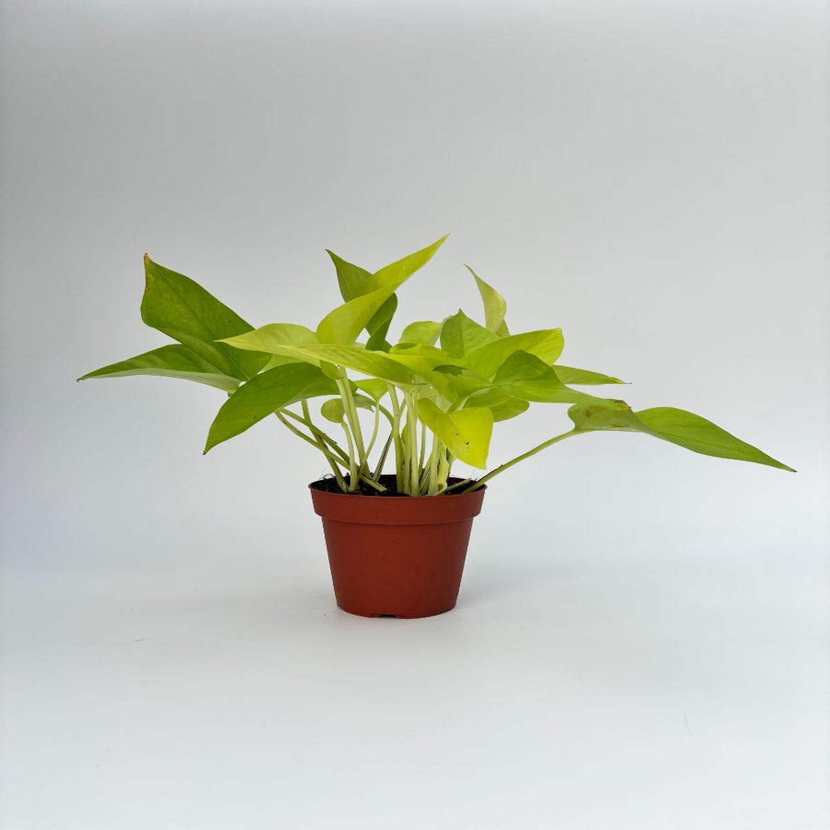Pothos Neon 4"