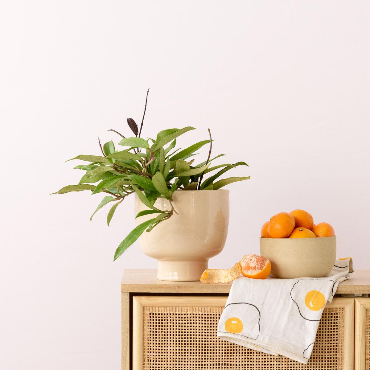 Shing Plinth Planter - Blush