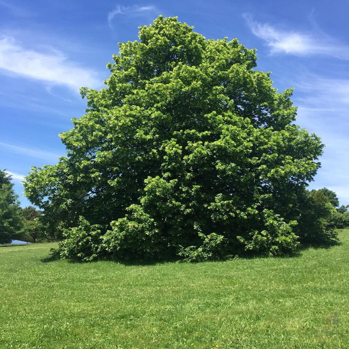 Tilia cordata