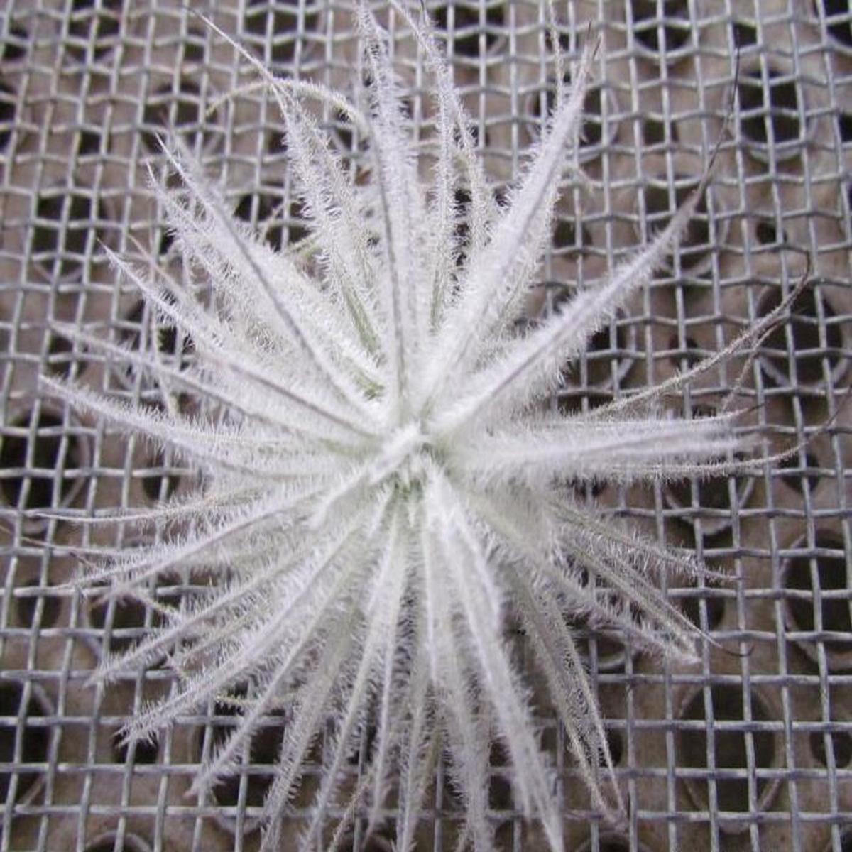Tillandsia tectorum "Colombia" (Small)