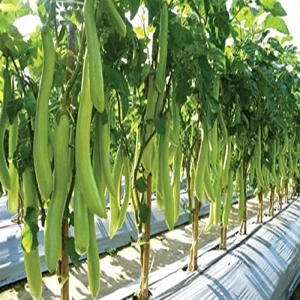 10x Giant Snake Cucumber Vegetable Plants - Seeds A11