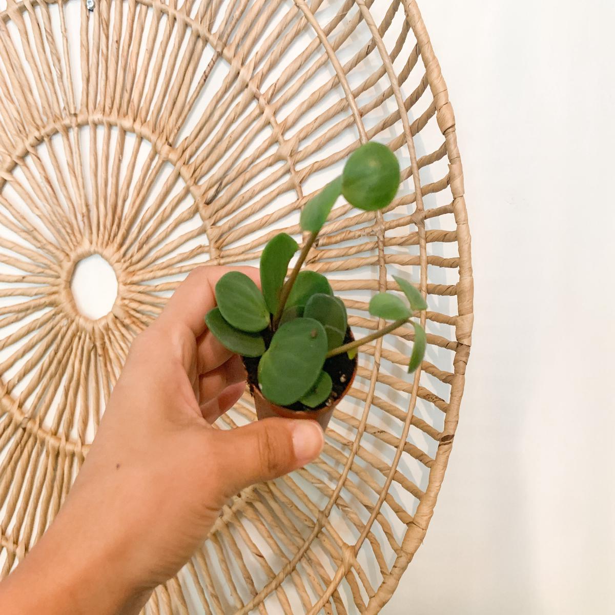 2" Peperomia 'Round Jade'