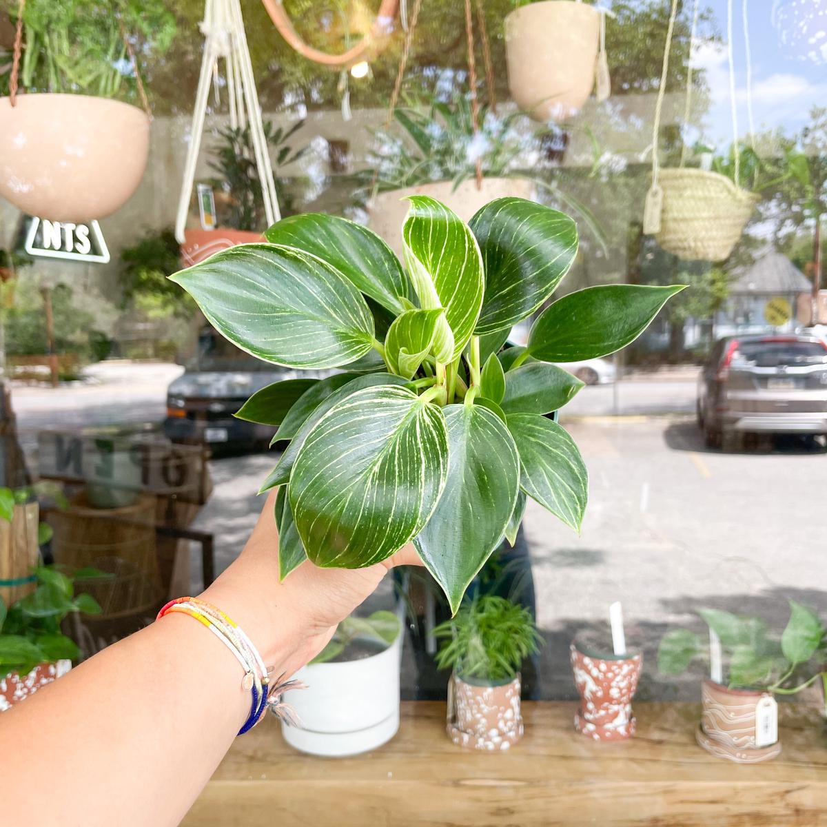 4" Philodendron Birkin