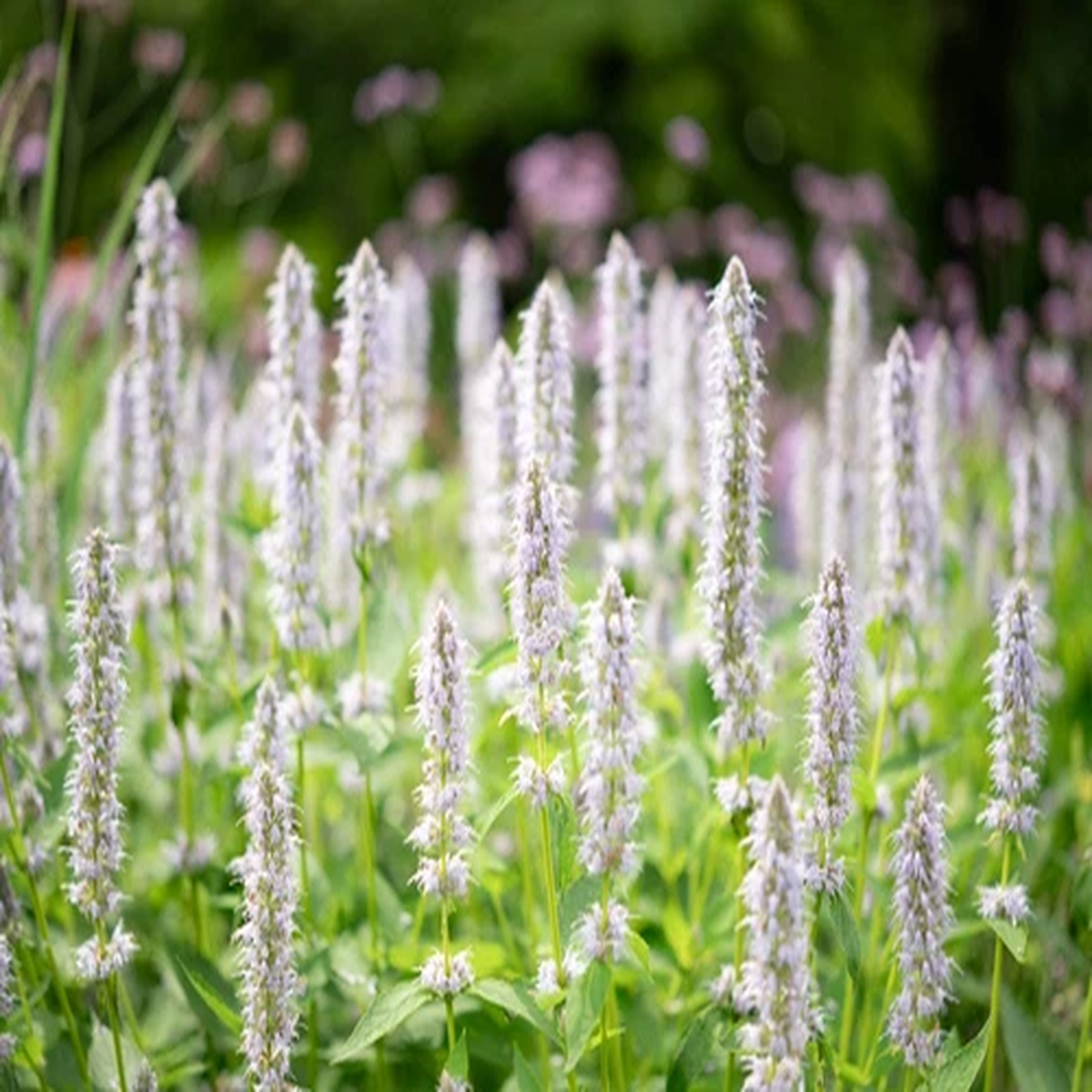 500 GIANT YELLOW HYSSOP Agastache Nepetoides Herb Flower Seeds *Flat S/H