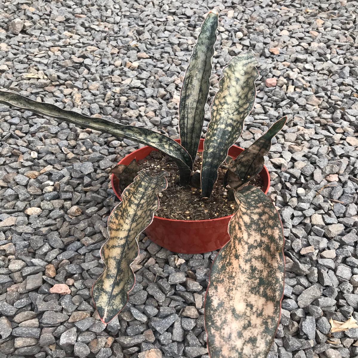 8" Sansevieria Copper
