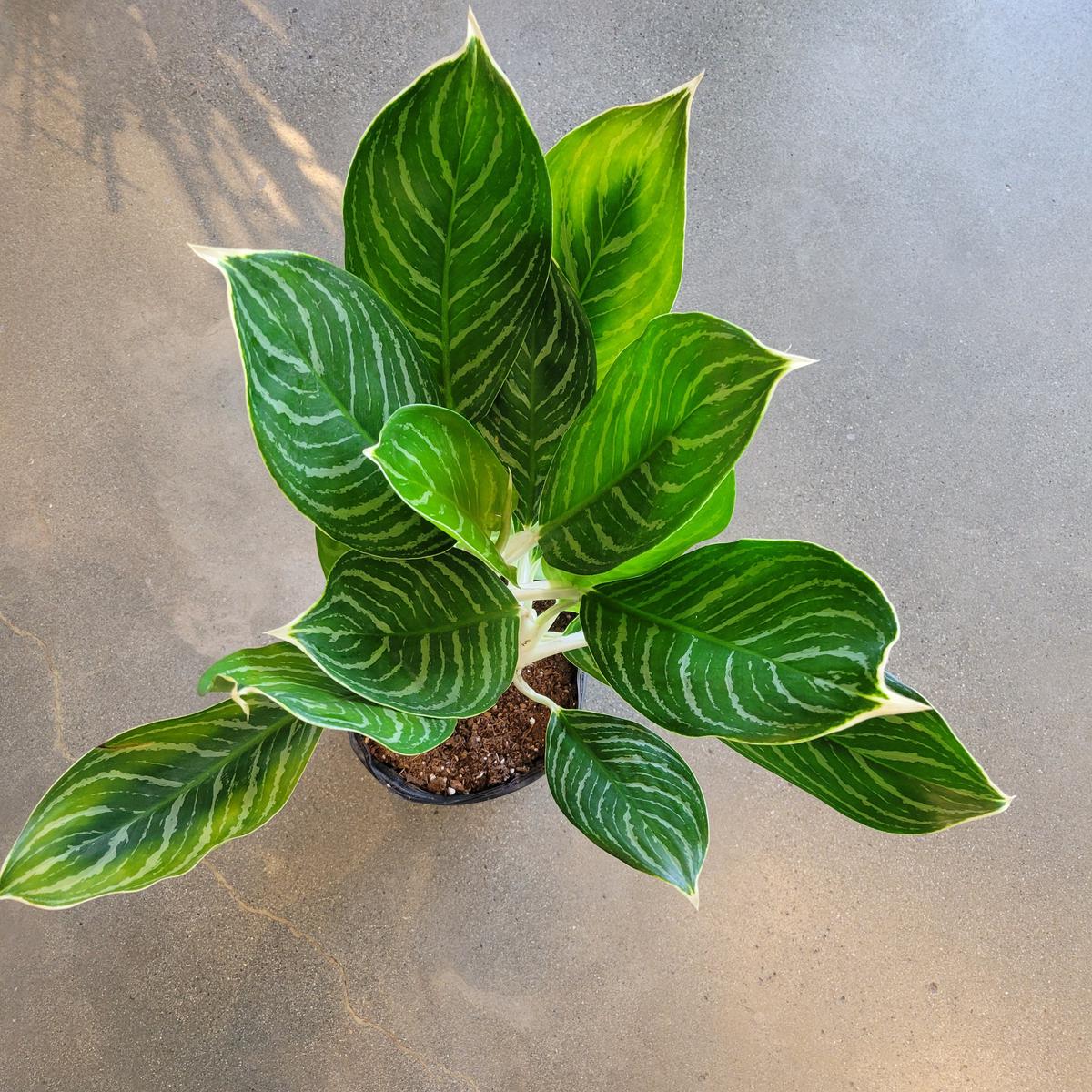 Aglaonema Snow Cap