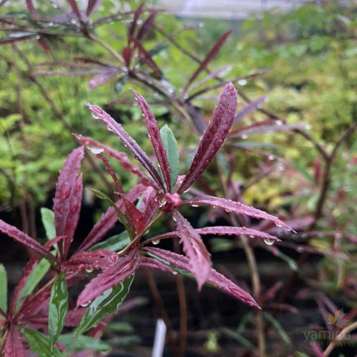 Berberis x julianae Spring Glory