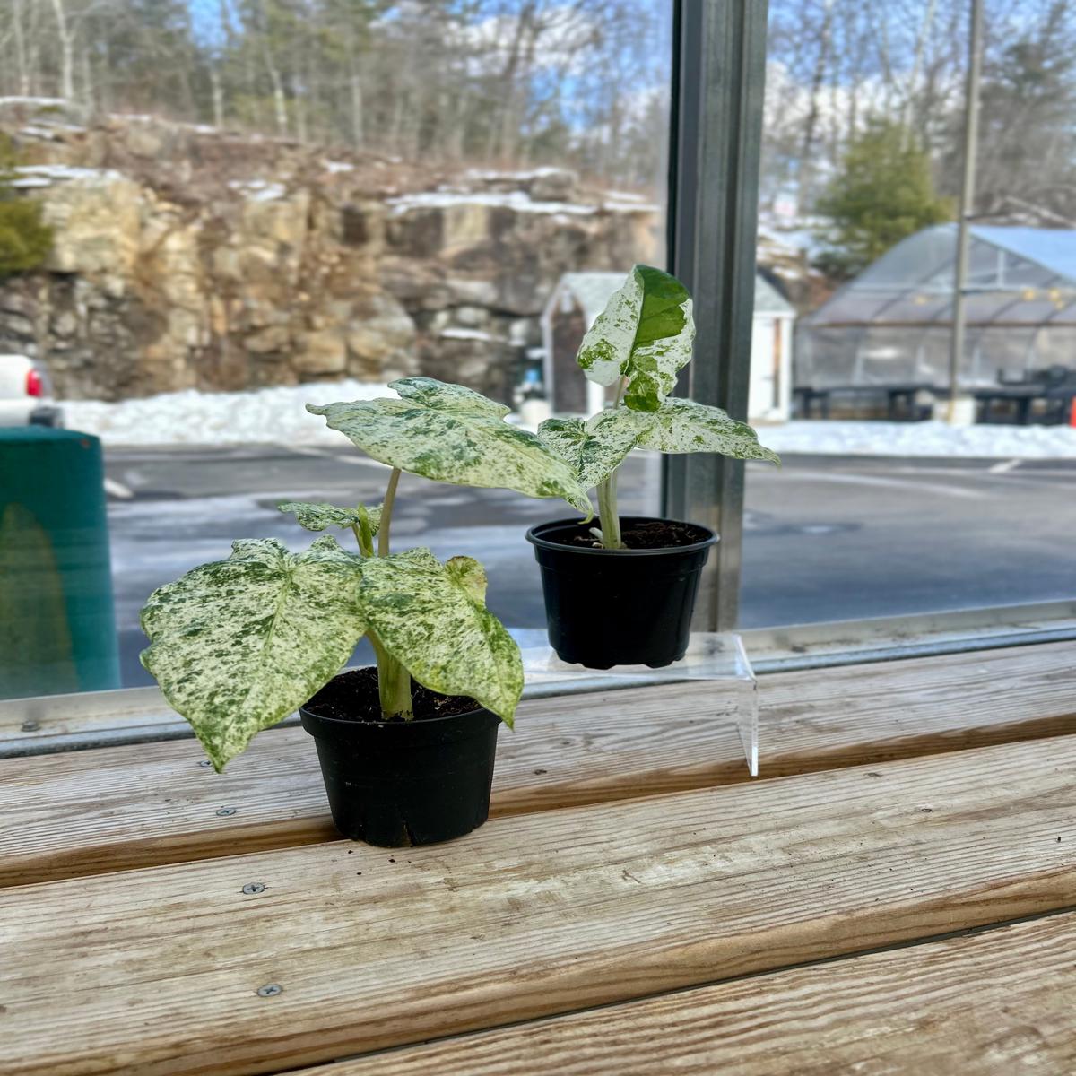 Blizzard Alocasia