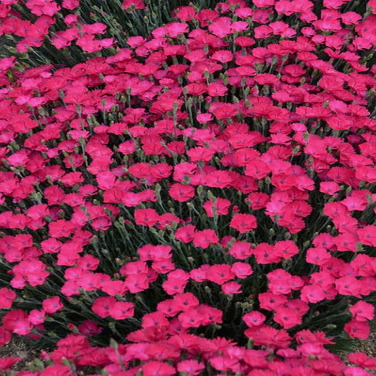 Dianthus 'Kahori Scarlet' 4''