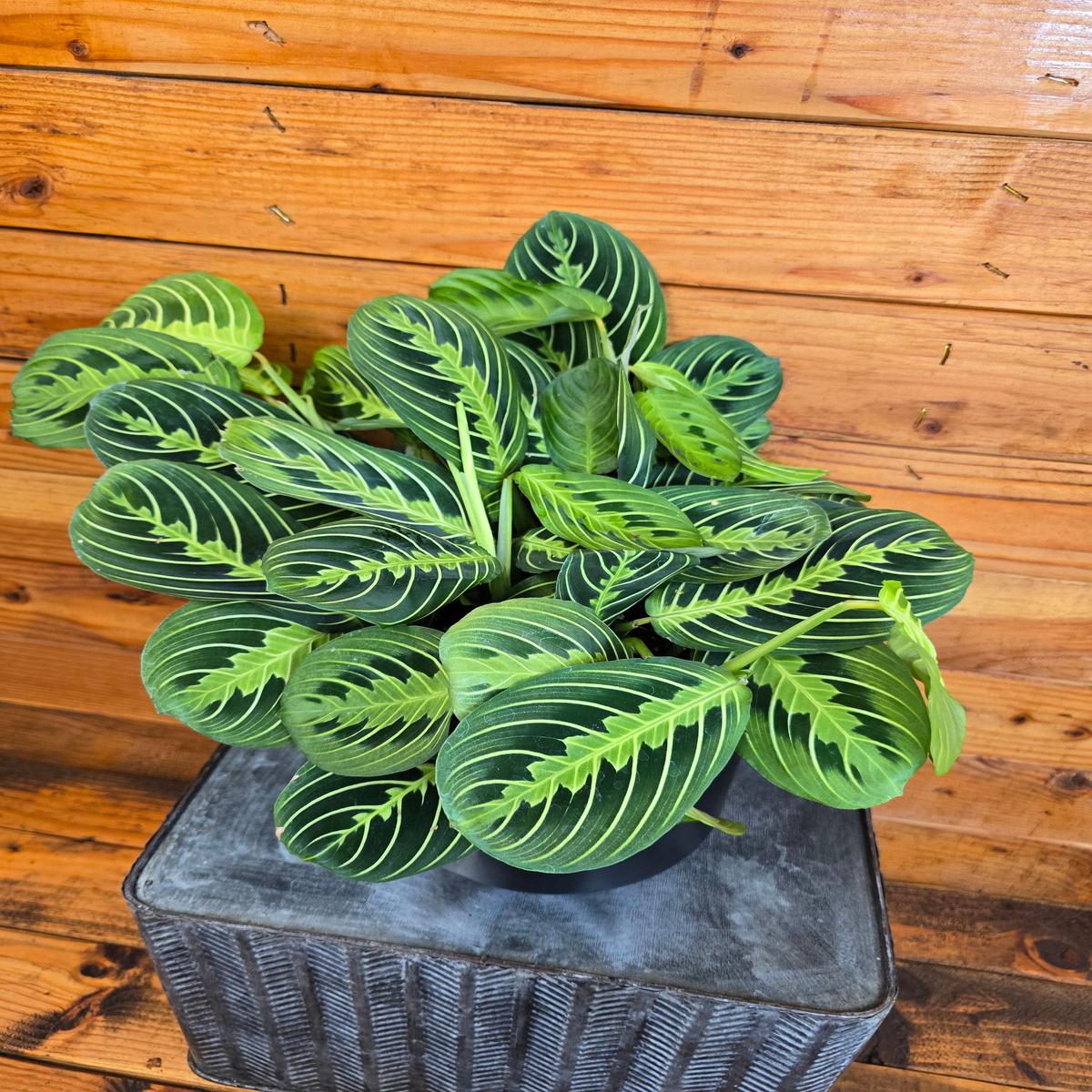 Maranta Leuconeura Lemon Lime, 6" Plant