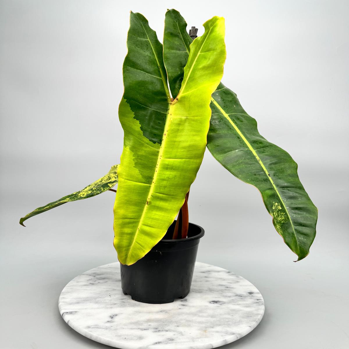 Philodendron billietiae Variegata "Almost Full Moon"