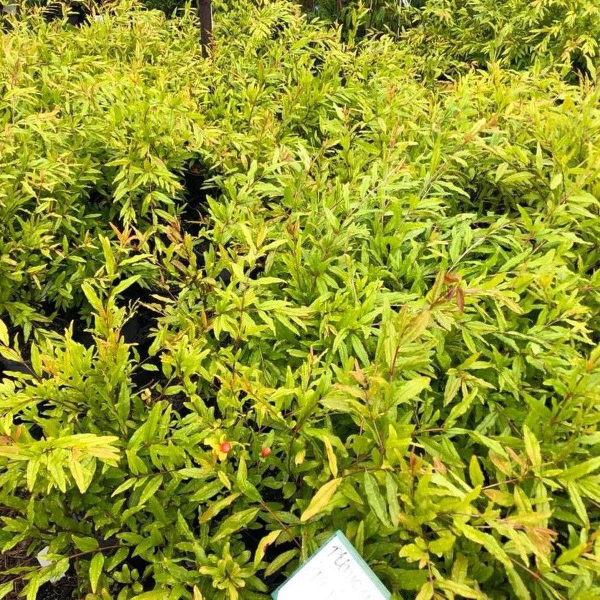 Punica granatum Elche