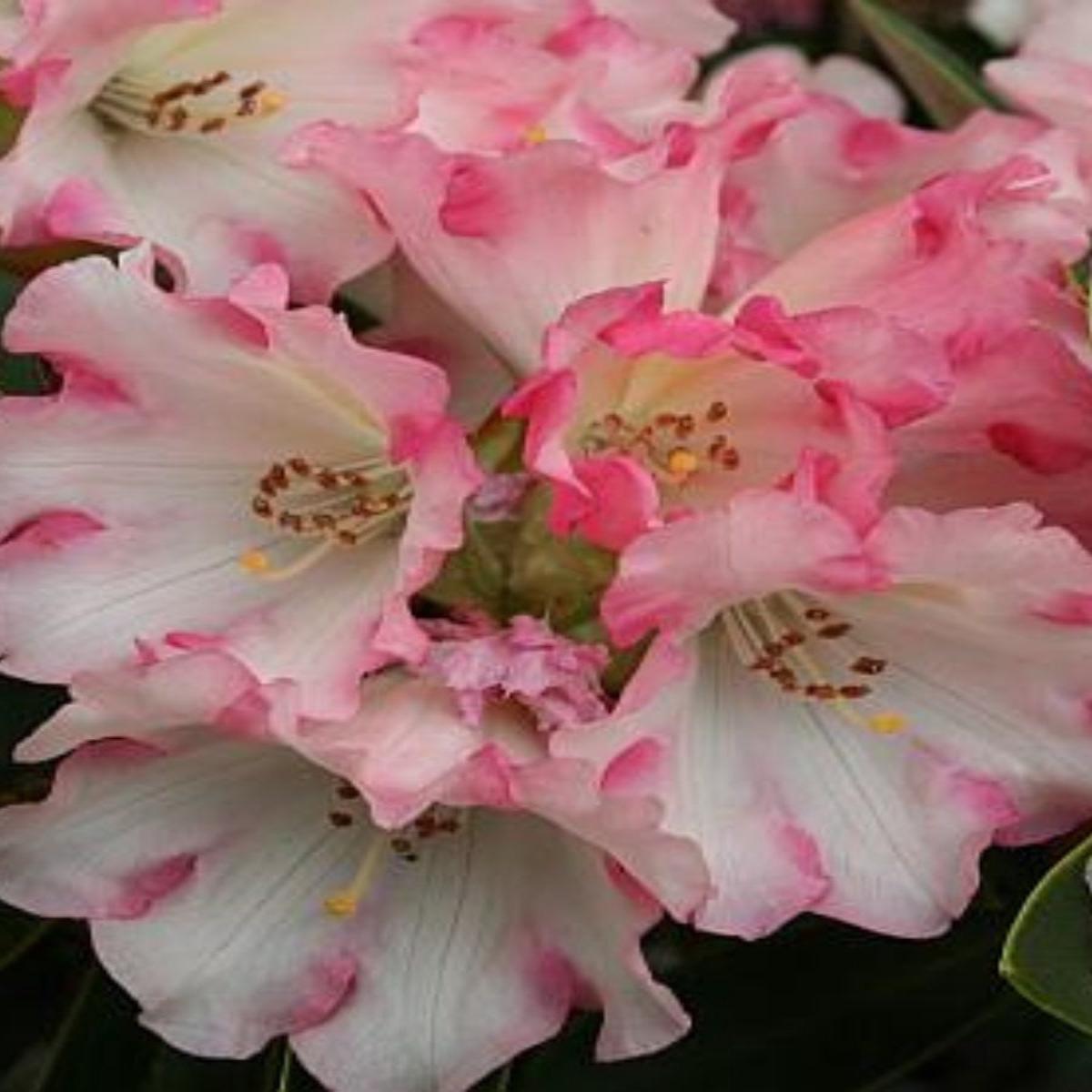 Rhododendron 'Irene Bain' 15-18''