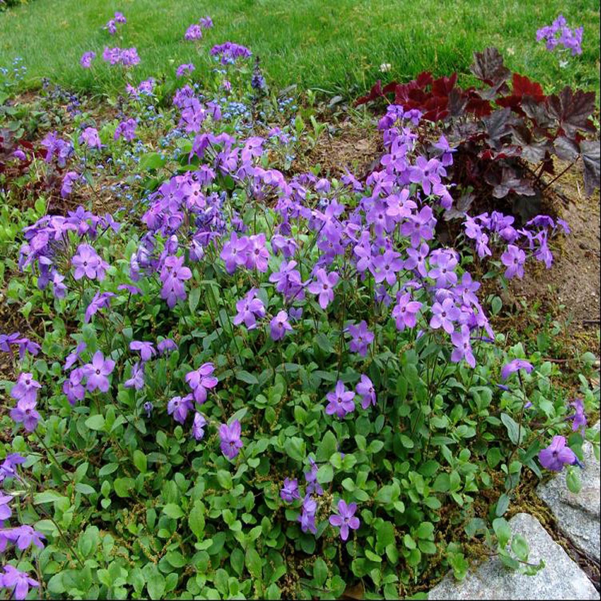 Sherwood Purple Creeping Phlox (Phlox stolonifera 'Sherwood Purple') - 1 gallon