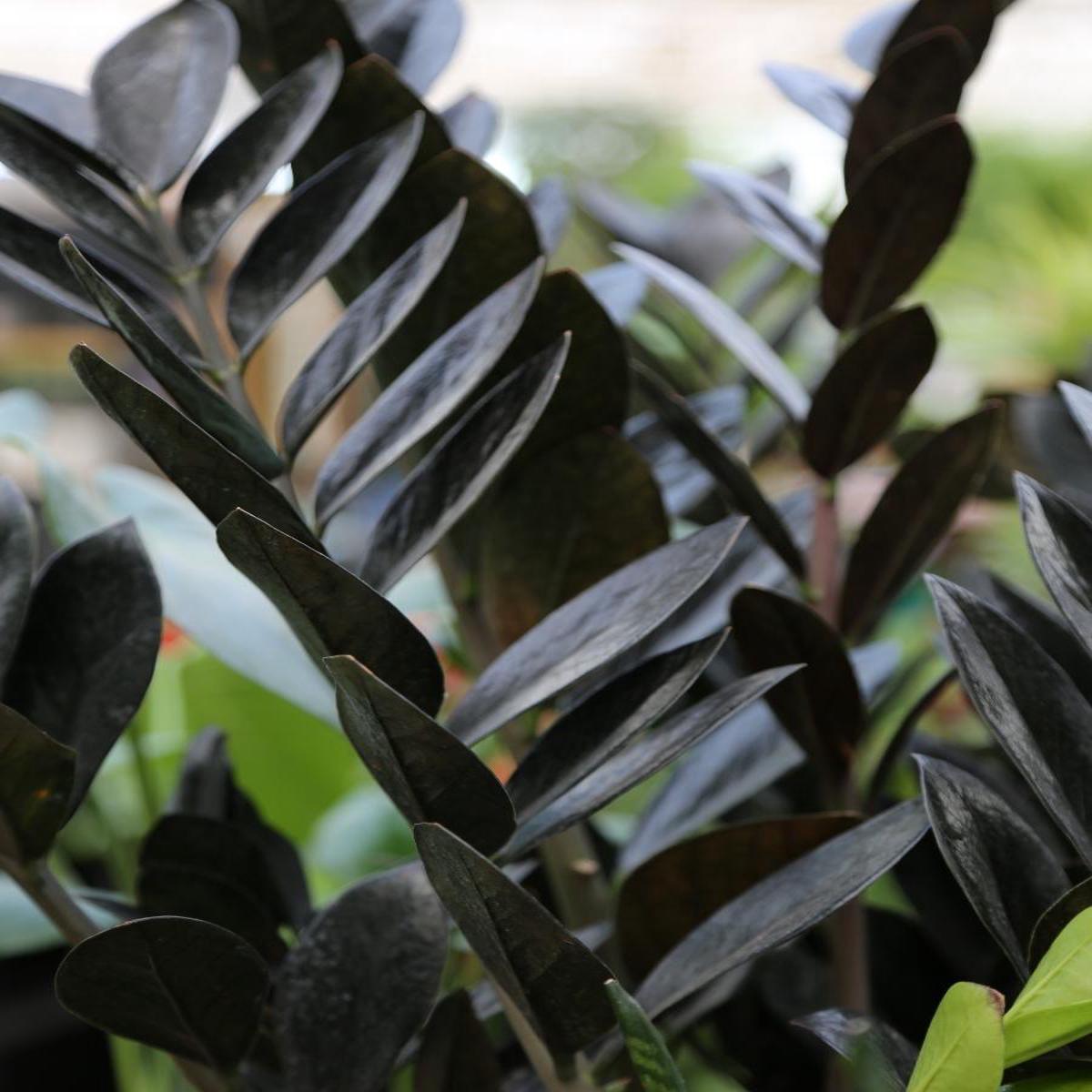 Zamioculcas ZZ 'Raven' 10"