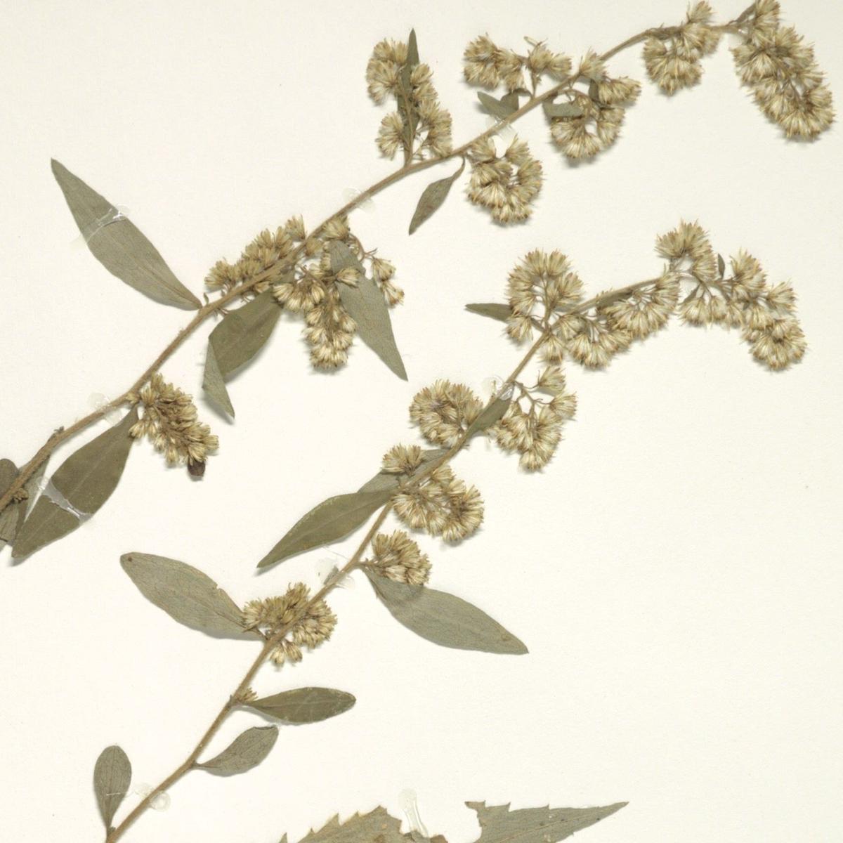 Zig-zag Goldenrod (Solidago flexicaulis)