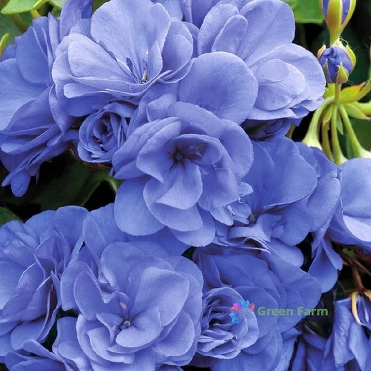 10 Seeds Geranium Sky Blue Pelargonium Perennial Fragrant Double Blue Flowers
